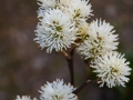 Fothergilla gardenii Zundert IMG_9332 Fotergilla Gardena